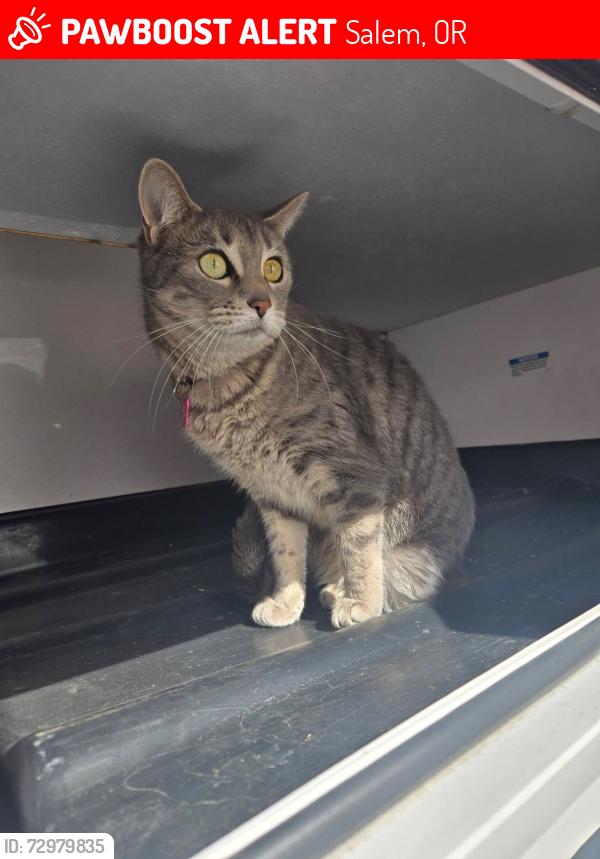 Lost Female Cat last seen Twinwood, Woodhill, Orchardview, Wallace, Salem, OR 97304