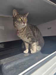 Lost Female Cat last seen Twinwood, Woodhill, Orchardview, Wallace, Salem, OR 97304
