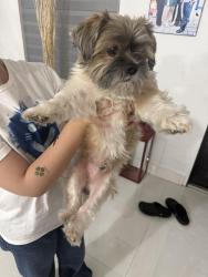 Found/Stray Male Dog last seen Near marlin rd, Cutler Bay, FL 33189