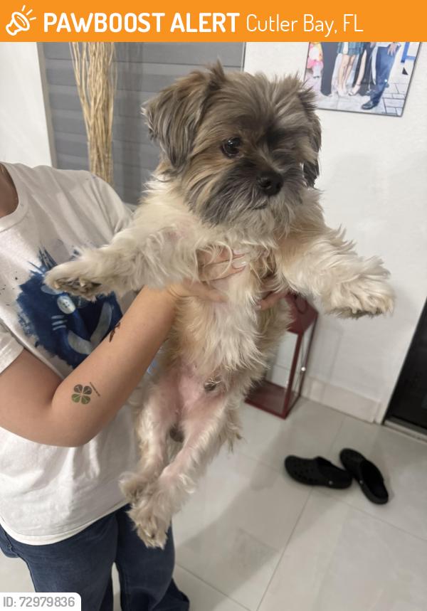 Found/Stray Male Dog last seen Near marlin rd, Cutler Bay, FL 33189