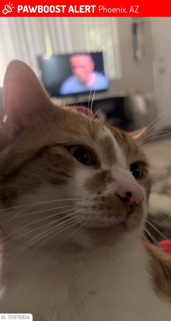 Lost Male Cat last seen 103rd an camel back, Phoenix, AZ 85037