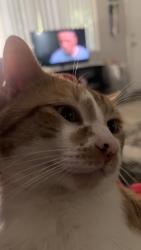 Lost Male Cat last seen 103rd an camel back, Phoenix, AZ 85037
