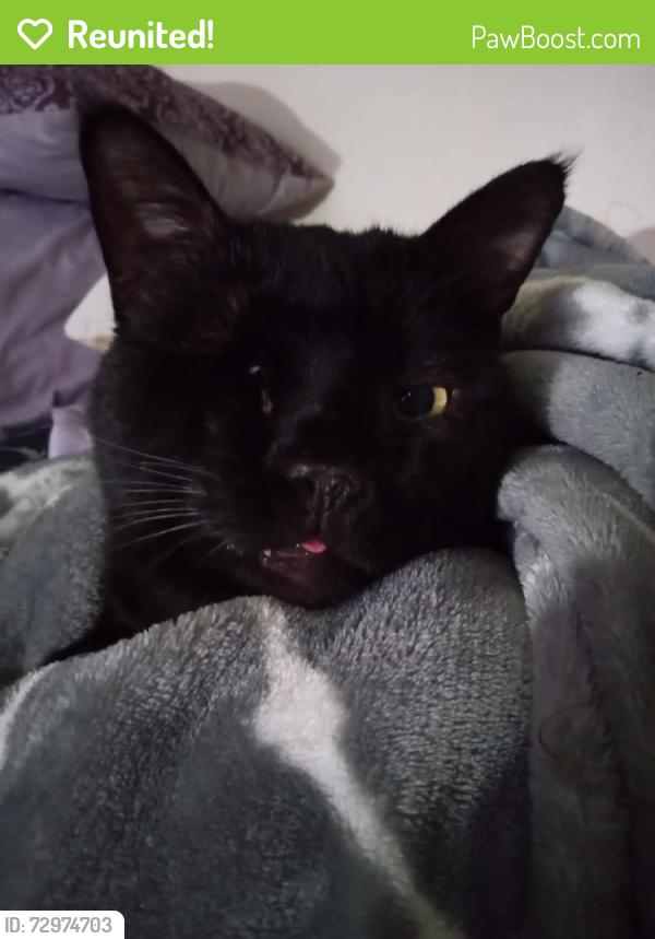 Reunited Male Cat last seen Near vigilante dr , Great Falls, MT 59405