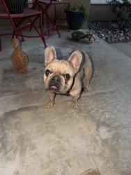 Reunited Male Dog last seen Brisa Del Mar, El Paso, TX 79912