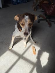 Reunited Female Dog last seen Near S Flamingo Rd, Davie, FL 33330, USA, Davie, FL 33330