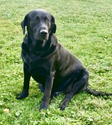 Lost Male Dog last seen Walnut st Etna Green IN 46524, Etna Green, IN 46524