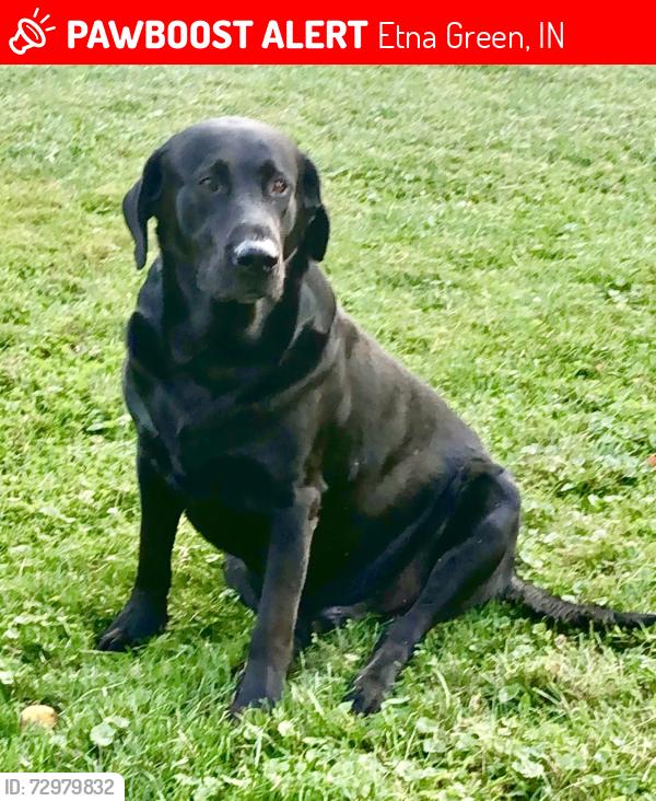 Lost Male Dog last seen Walnut st Etna Green IN 46524, Etna Green, IN 46524