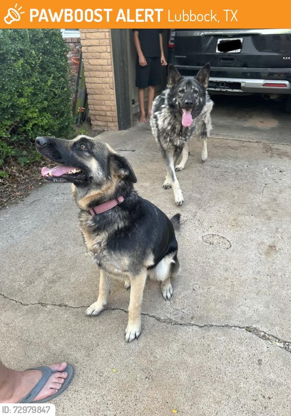 Found/Stray Unknown Dog last seen Evans Middle School , Lubbock, TX 79413