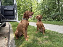 Reunited Male Dog last seen Near water pump station willoughby, Langley, BC V2Y 1V1