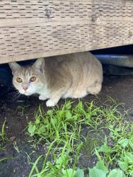 Reunited Male Cat last seen Near Belgrave Pl, Oakland, CA 94618, USA, Oakland, CA 94618