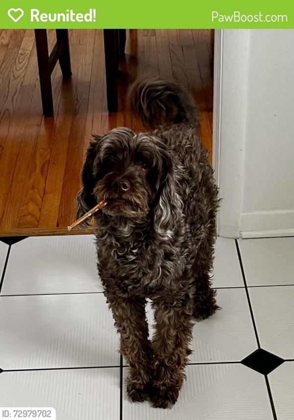 Reunited Female Dog last seen Luther road, East Greenbush, NY 12061