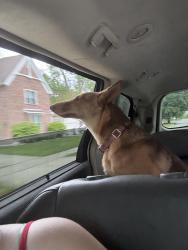 Lost Female Dog last seen Rite aid , Saginaw, MI 48602