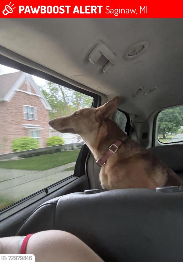 Lost Female Dog last seen Rite aid , Saginaw, MI 48602