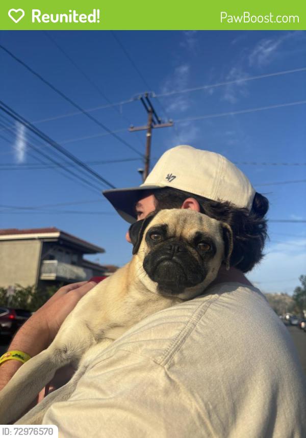 Reunited Female Dog last seen earlham + near oc banquet hall , Orange, CA 92869