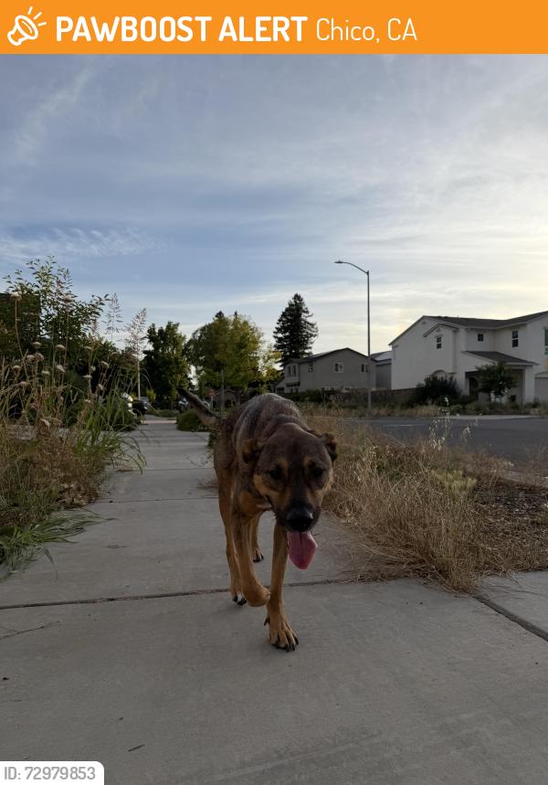 Found/Stray Male Dog last seen Bertino Pl chico , Chico, CA 95973