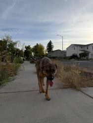 Found/Stray Male Dog last seen Bertino Pl chico , Chico, CA 95973