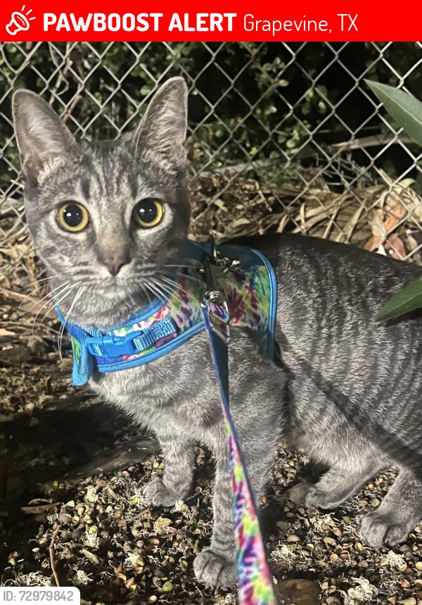 Lost Female Cat last seen State hwy 114 I& Ira woods, Grapevine, TX 76099