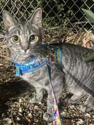 Lost Female Cat last seen State hwy 114 I& Ira woods, Grapevine, TX 76099