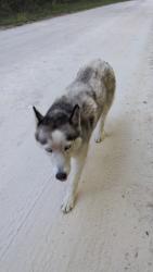 Found/Stray Unknown Dog last seen Near Sw130th Court, Dunnellon, FL 34432