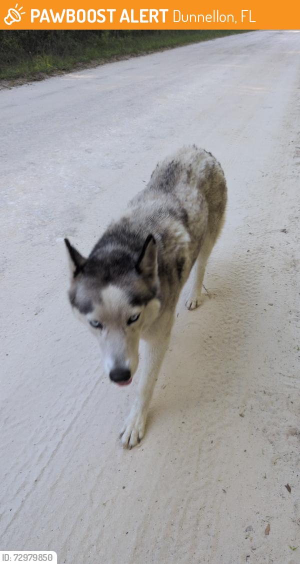 Found/Stray Unknown Dog last seen Near Sw130th Court, Dunnellon, FL 34432
