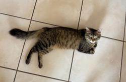 Reunited Male Cat last seen Westhimer/S Mason, S Mason Rd, TX 77450