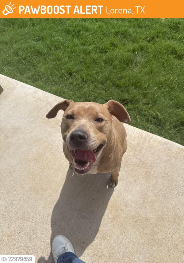 Found/Stray Female Dog last seen Park Meadows subdivision, Lorena, TX 76655