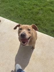 Found/Stray Female Dog last seen Park Meadows subdivision, Lorena, TX 76655
