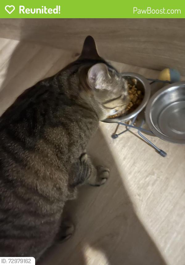 Reunited Male Cat last seen Near montée Saint Sulpice, Saint-Sulpice, QC J5W 4L5