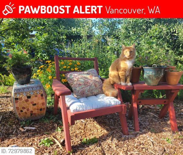 Lost Male Cat last seen 12th and 99th in Hazel Dell, Vancouver, WA 98685