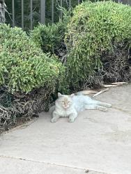 Found/Stray Unknown Cat last seen Near North Grand Canyon Dr, Las Vegas, NV 89166