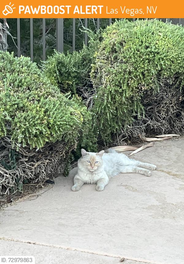 Found/Stray Unknown Cat last seen Near North Grand Canyon Dr, Las Vegas, NV 89166