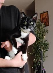 Lost Male Cat last seen Near Marion Street, Wolf Creek Rd., Carterville, IL 62918