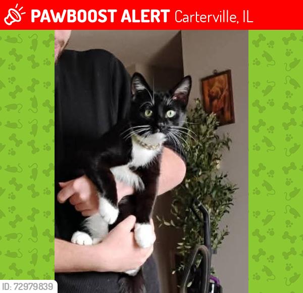 Lost Male Cat last seen Near Marion Street, Wolf Creek Rd., Carterville, IL 62918