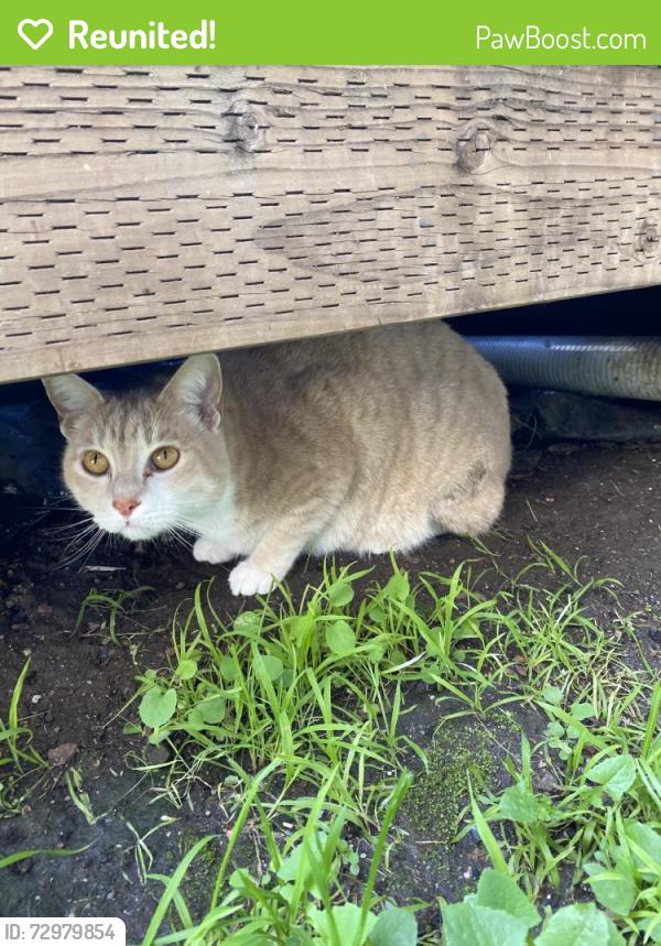 Reunited Male Cat last seen Near Belgrave Pl, Oakland, CA 94618, USA, Oakland, CA 94618