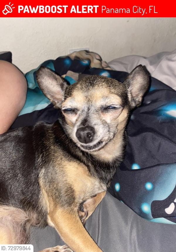 Lost Female Dog last seen Near James street , Panama City, FL 32404