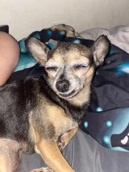 Lost Female Dog last seen Near James street , Panama City, FL 32404