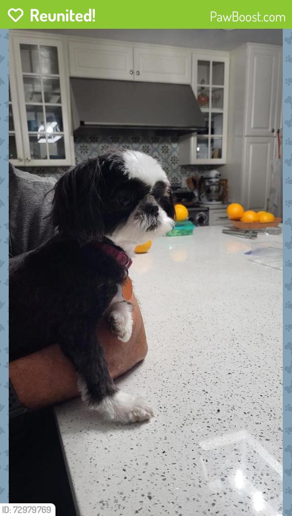Reunited Female Dog last seen Hoffner and Pleasure Island , Belle Isle, FL 32809