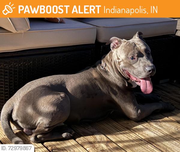 Found/Stray Male Dog last seen Southern Dunes Golf Course, Indianapolis, IN 46217