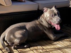 Found/Stray Male Dog last seen Southern Dunes Golf Course, Indianapolis, IN 46217
