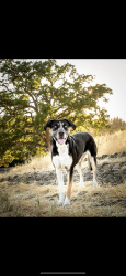 Reunited Female Dog last seen New Life Church, Alamo, CA 94507