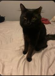 Lost Male Cat last seen Rockwell  and 68th st, Chicago, IL 60629
