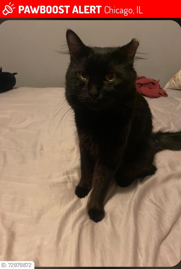 Lost Male Cat last seen Rockwell  and 68th st, Chicago, IL 60629
