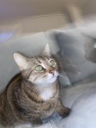 Lost Female Cat last seen Kirk and Adelaide , Chatham, ON N7M 3N9