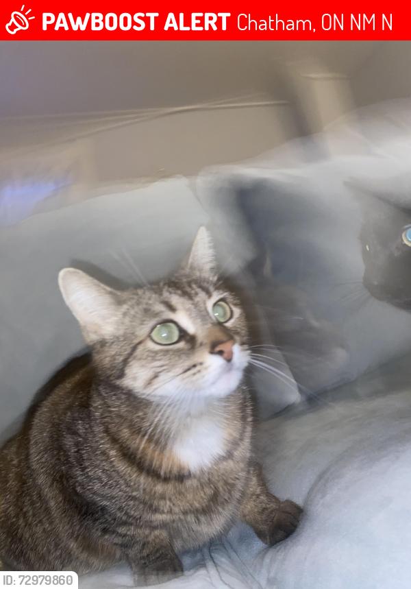 Lost Female Cat last seen Kirk and Adelaide , Chatham, ON N7M 3N9