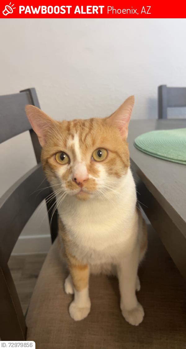Lost Male Cat last seen 103rd ave an camelback , Phoenix, AZ 85037