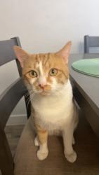 Lost Male Cat last seen 103rd ave an camelback , Phoenix, AZ 85037
