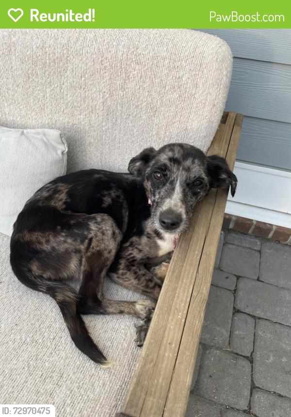 Reunited Female Dog last seen Long hunter state park , Nashville, TN 37076