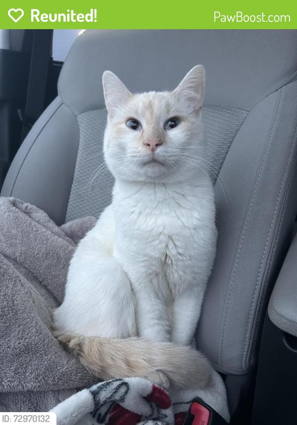 Reunited Male Cat last seen Henry & Porter , Norton Shores, MI 49441
