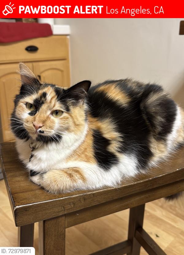 Lost Female Cat last seen Near holy cross Pl , Los Angeles, CA 90045