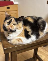 Lost Female Cat last seen Near holy cross Pl , Los Angeles, CA 90045